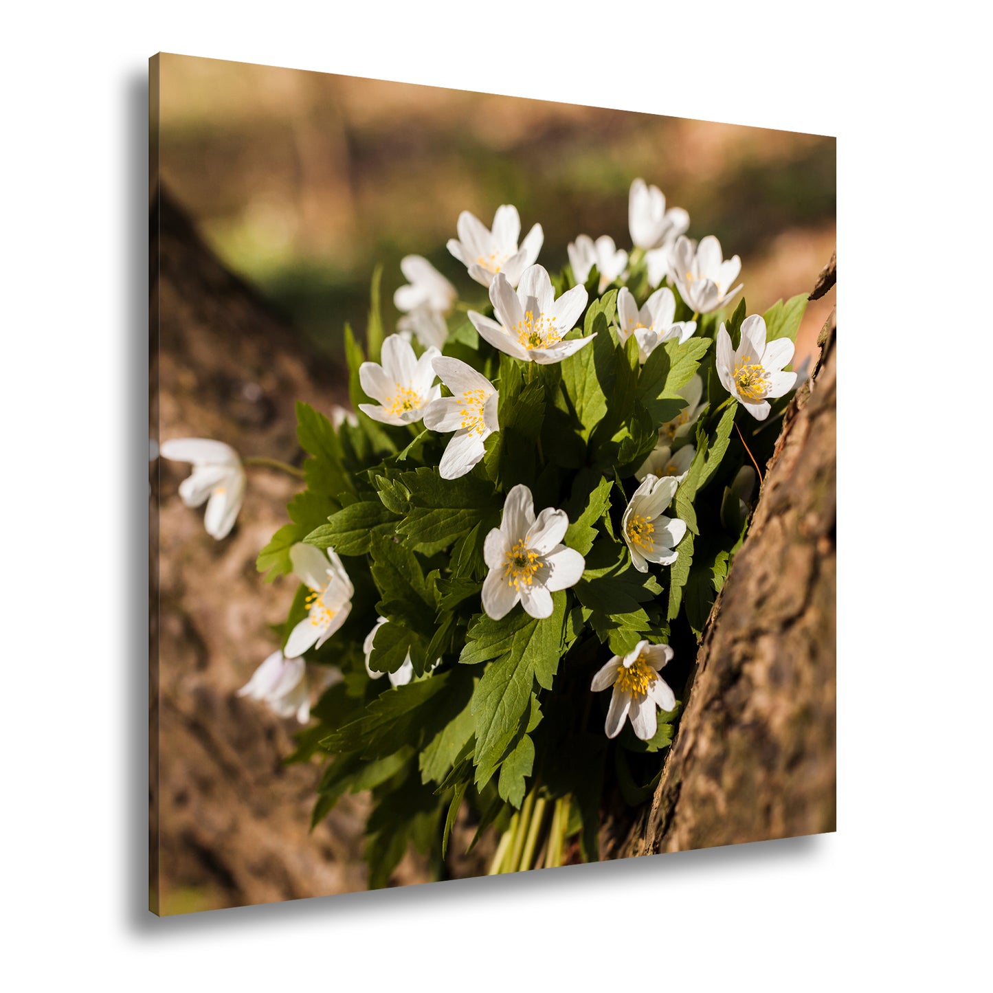Hauptbild Farbig Quadratisch