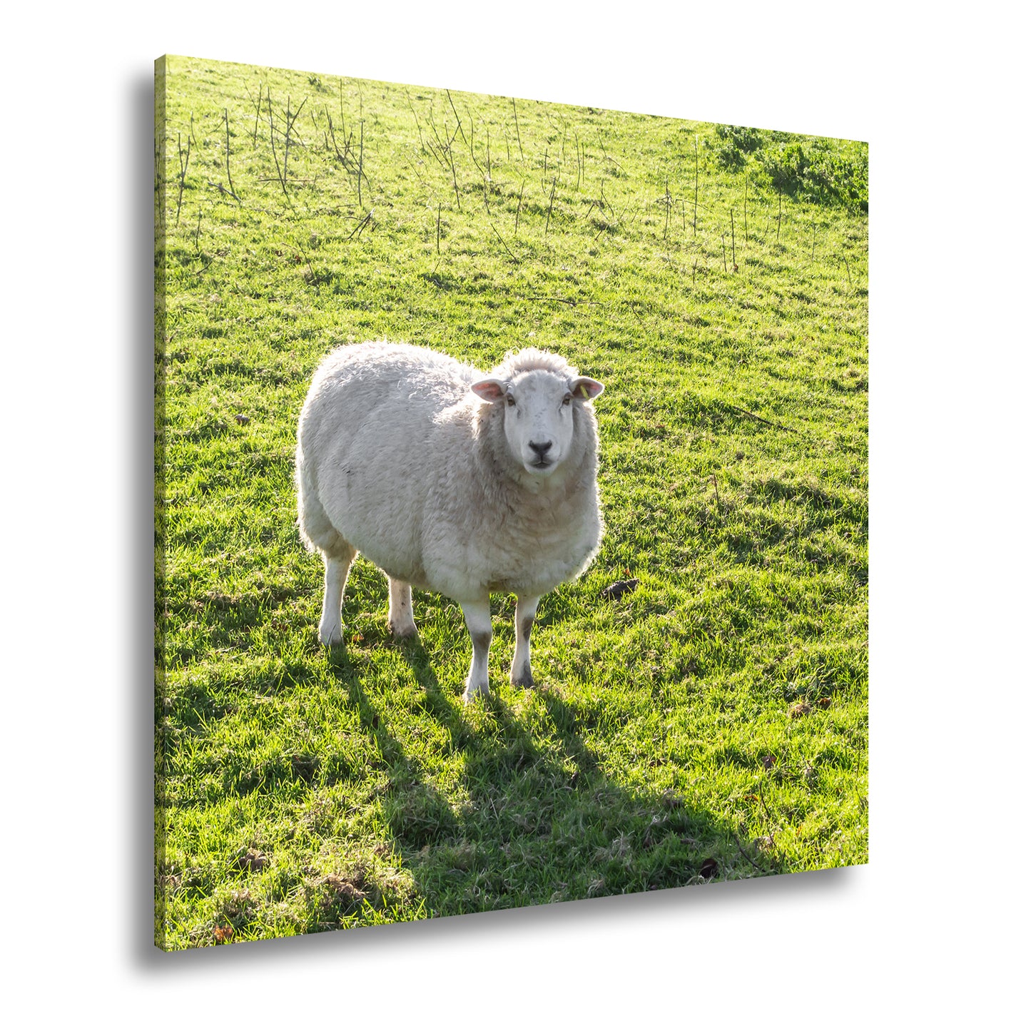 Hauptbild Farbig Quadratisch