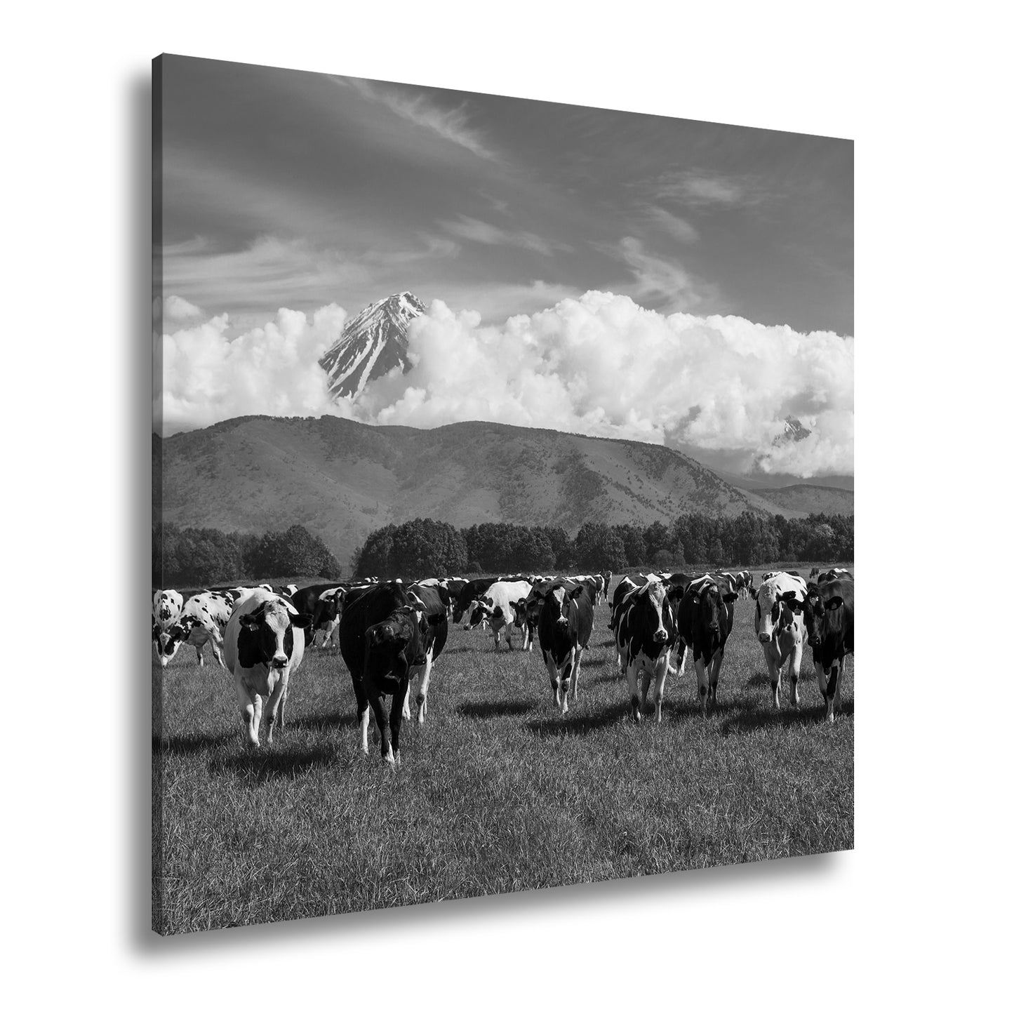 Hauptbild Schwarz & Weiß Quadratisch