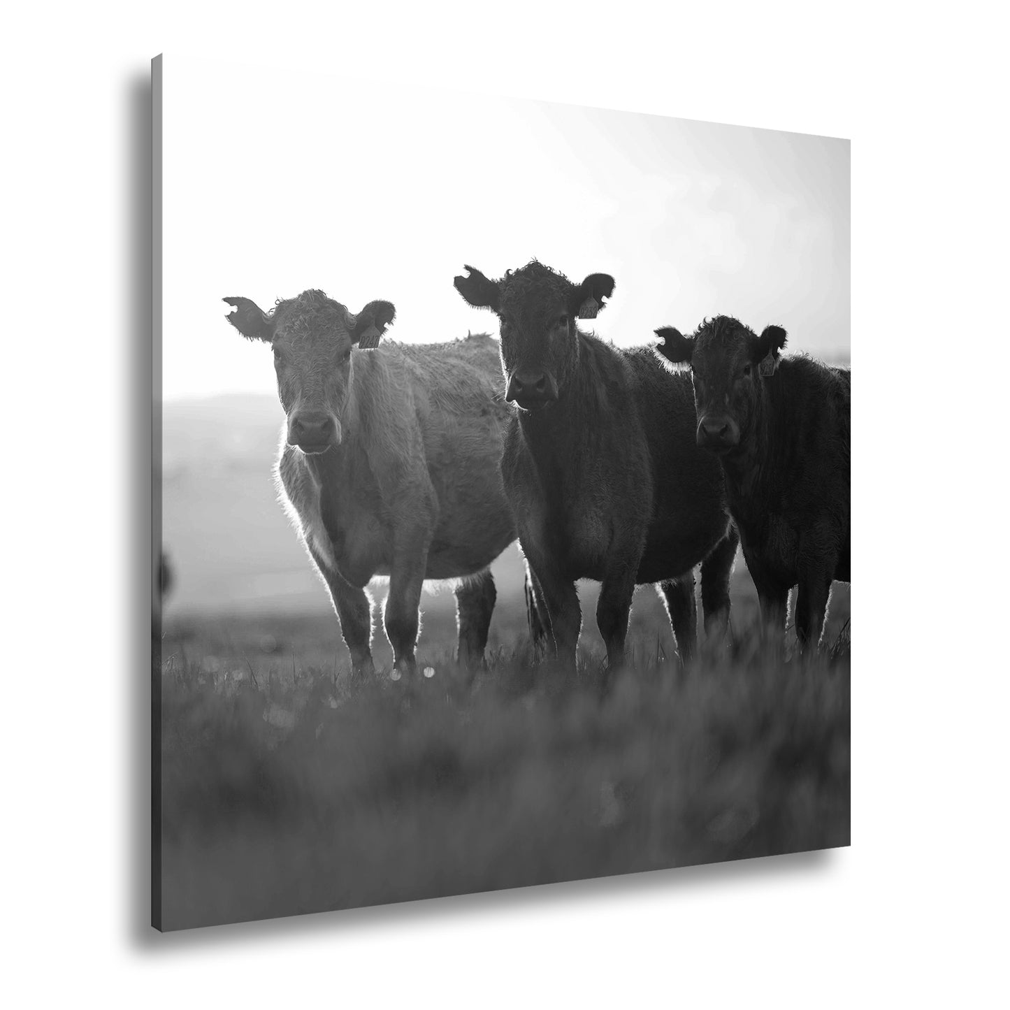 Hauptbild Schwarz & Weiß Quadratisch