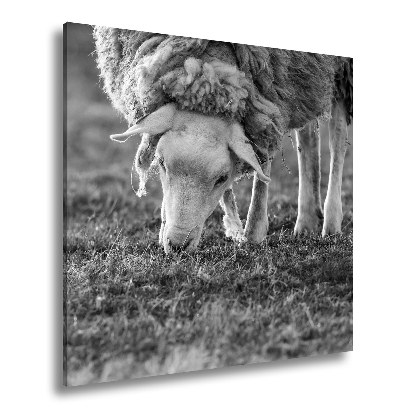 Hauptbild Schwarz & Weiß Quadratisch