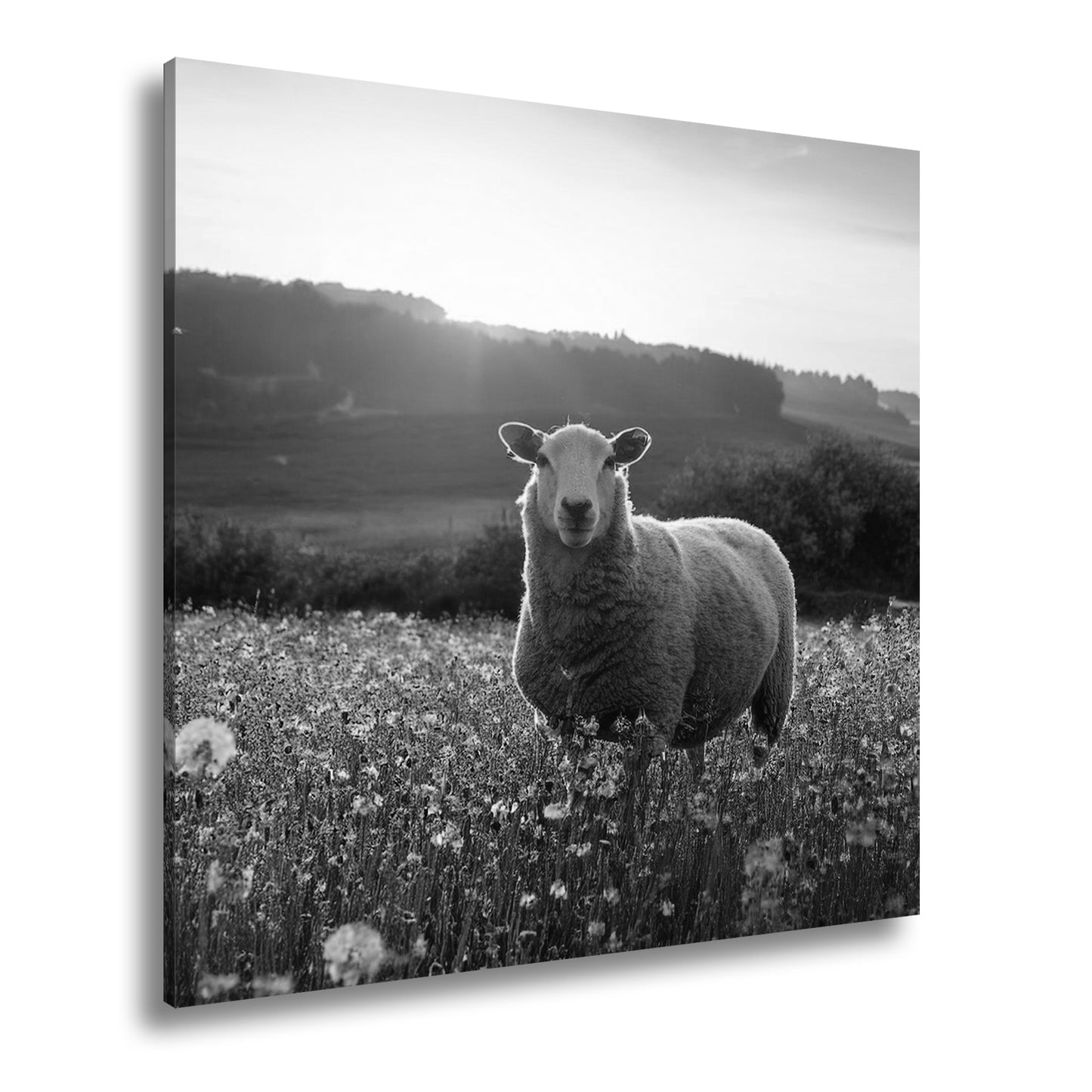 Hauptbild Schwarz & Weiß Quadratisch