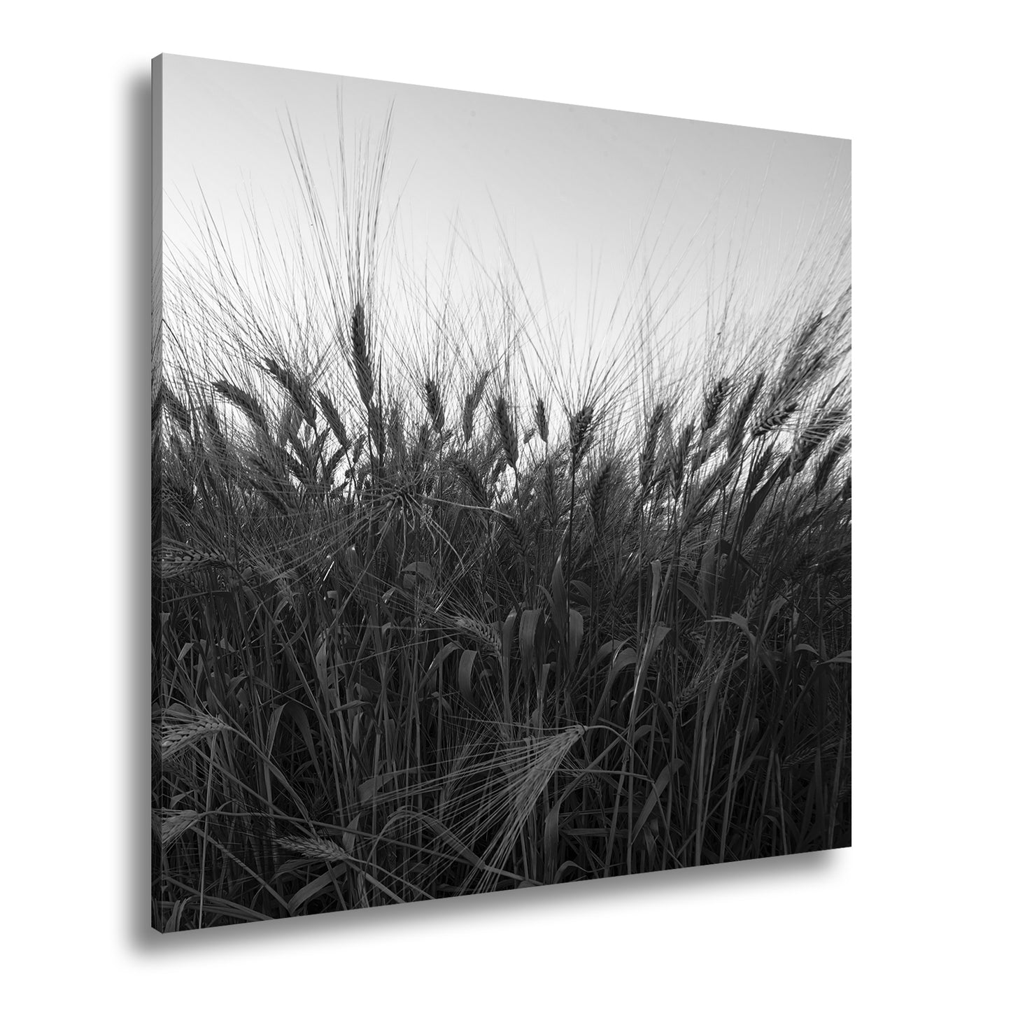 Hauptbild Schwarz & Weiß Quadratisch