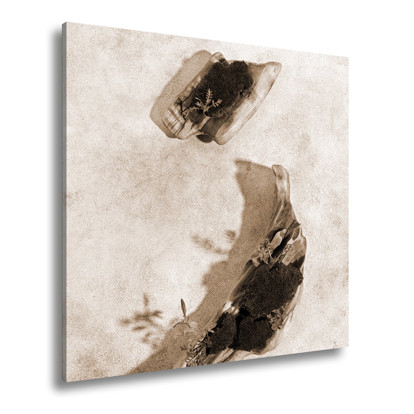 Hauptbild Sepia Quadratisch