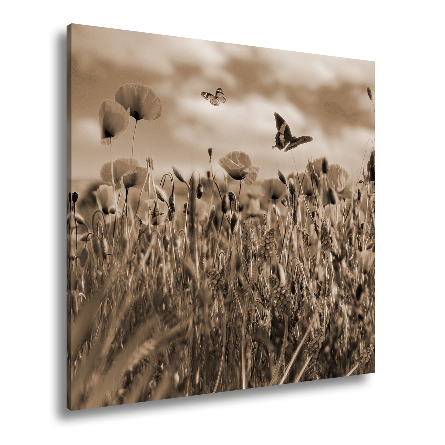 Hauptbild Sepia Quadratisch
