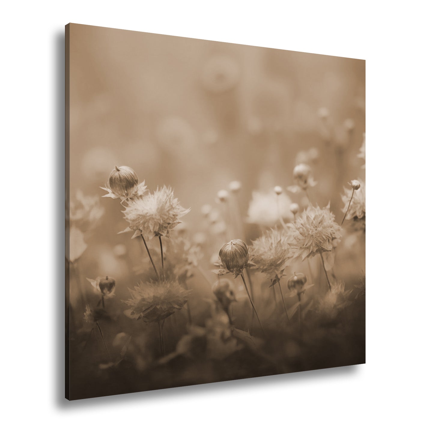 Hauptbild Sepia Quadratisch