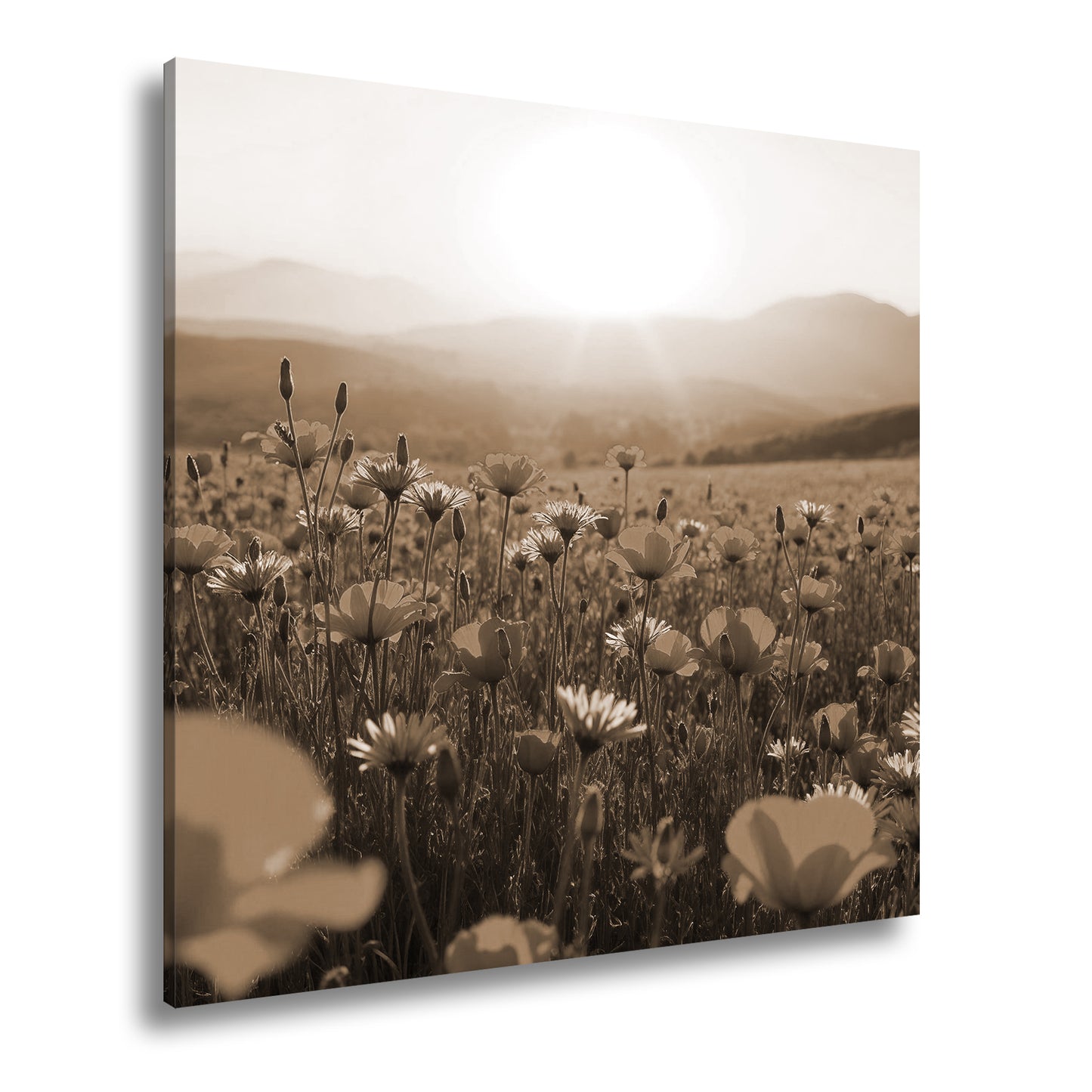 Hauptbild Sepia Quadratisch