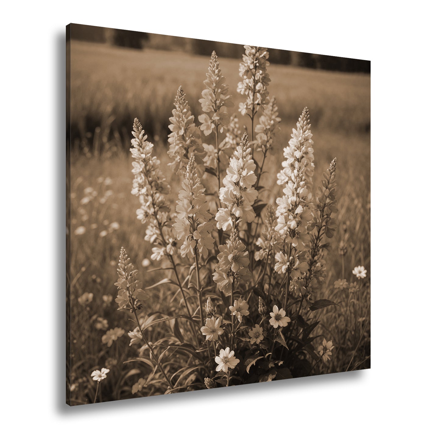 Hauptbild Sepia Quadratisch
