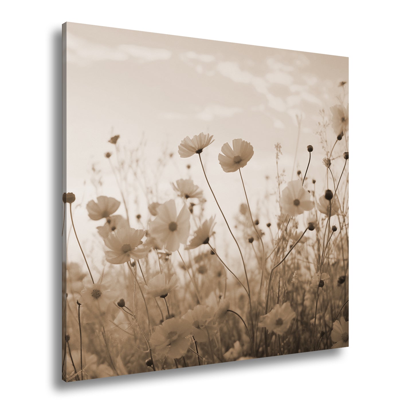 Hauptbild Sepia Quadratisch