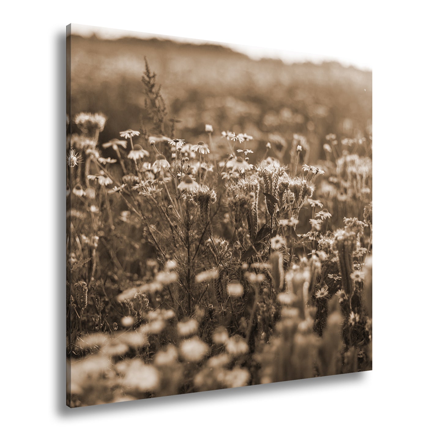 Hauptbild Sepia Quadratisch