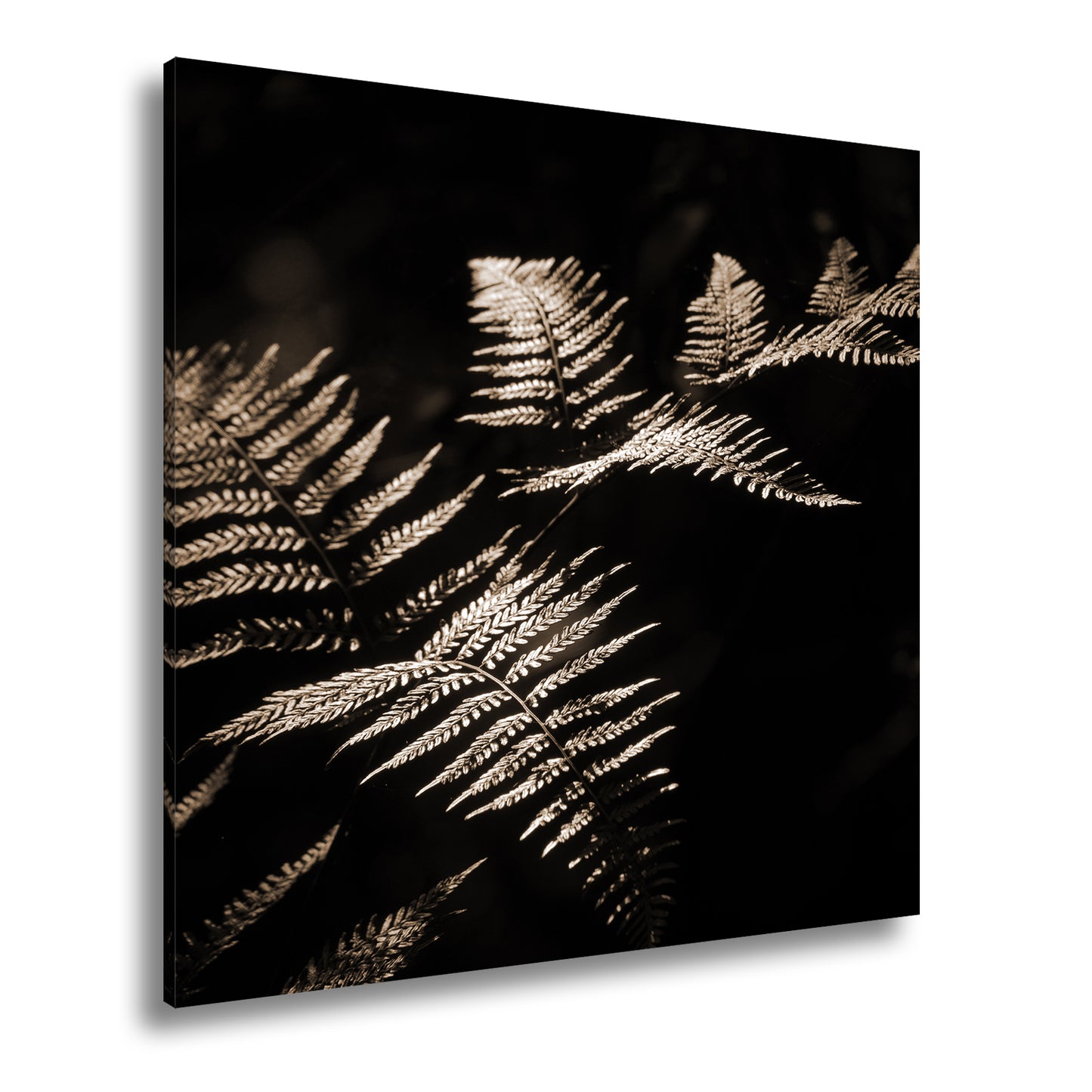 Hauptbild Sepia Quadratisch
