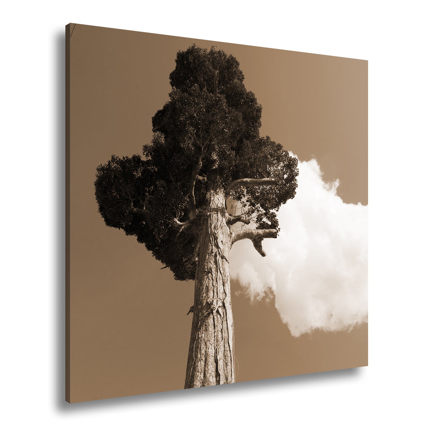 Hauptbild Sepia Quadratisch