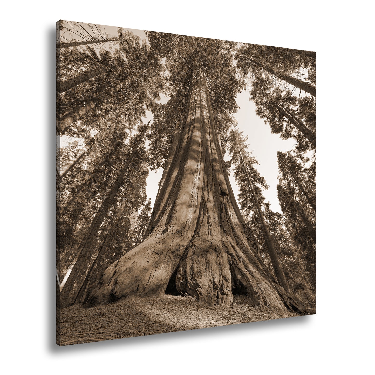 Hauptbild Sepia Quadratisch