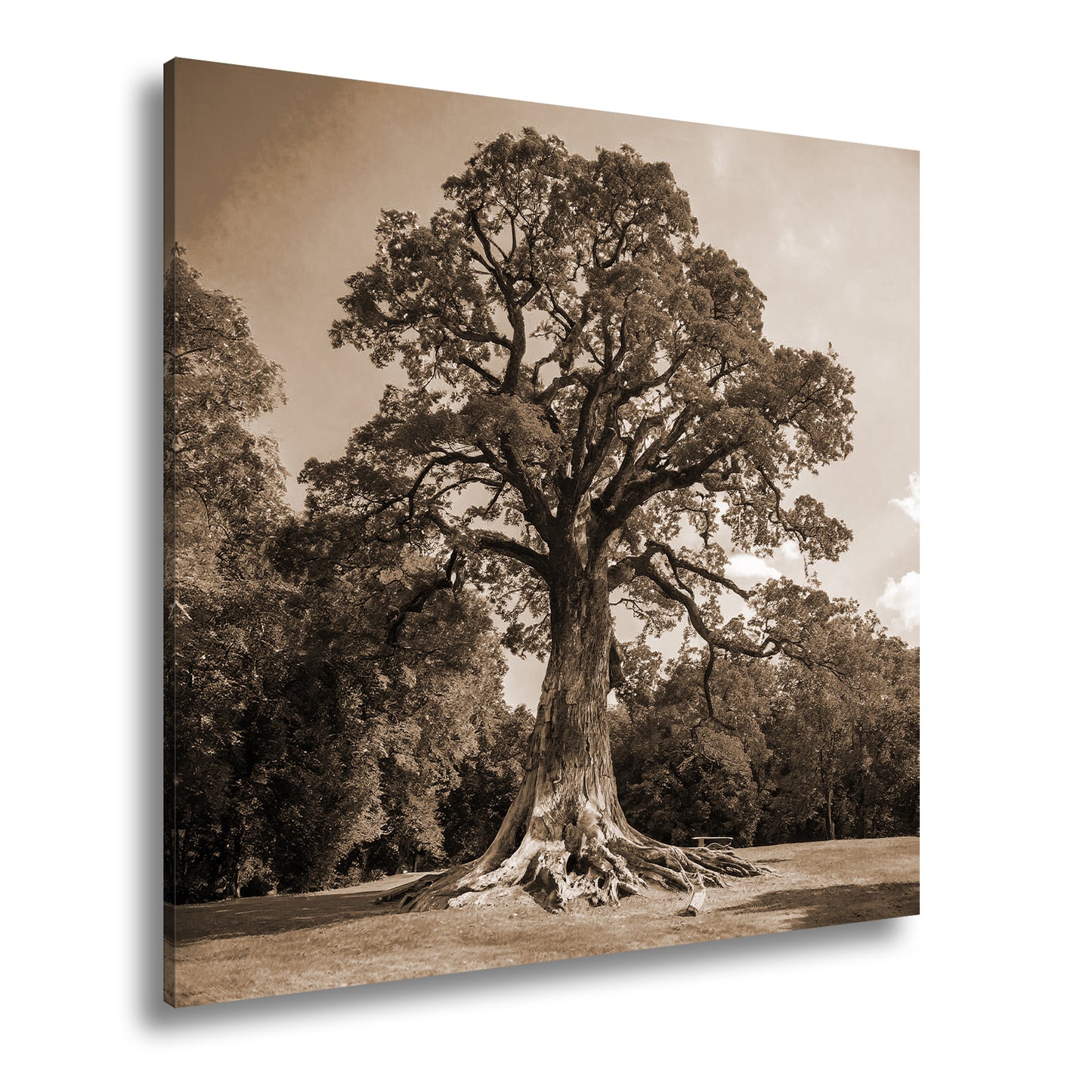 Hauptbild Sepia Quadratisch
