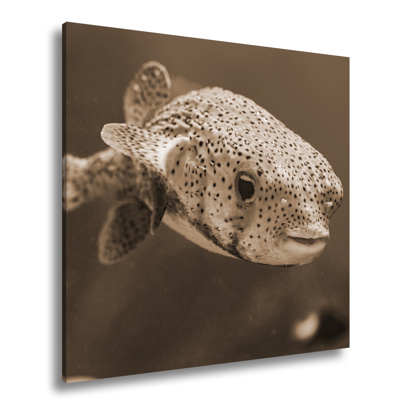 Hauptbild Sepia Quadratisch