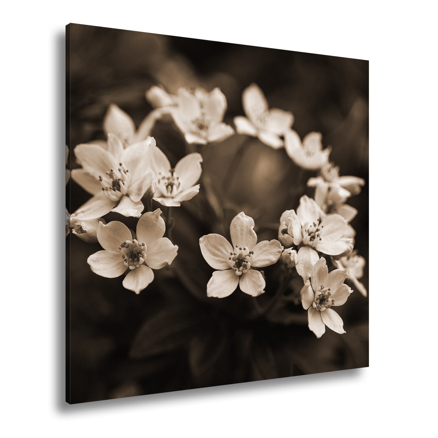 Hauptbild Sepia Quadratisch