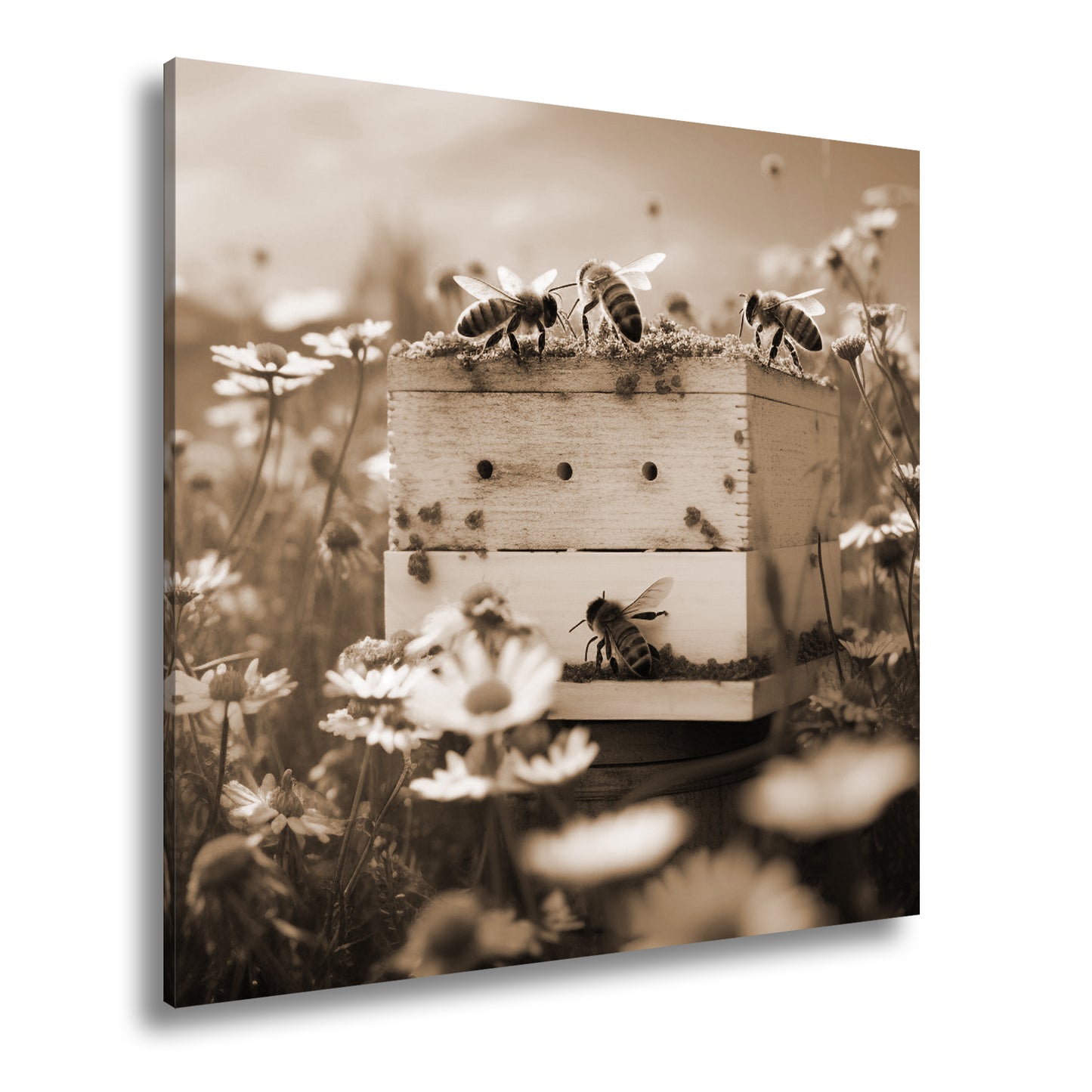 Hauptbild Sepia Quadratisch
