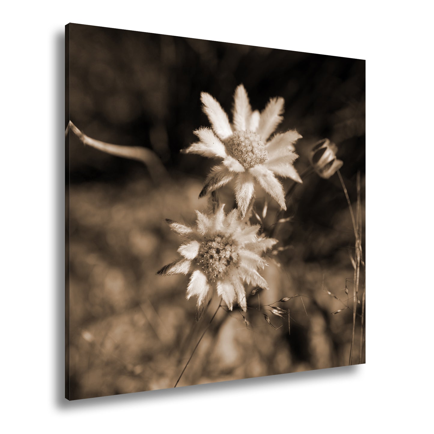 Hauptbild Sepia Quadratisch
