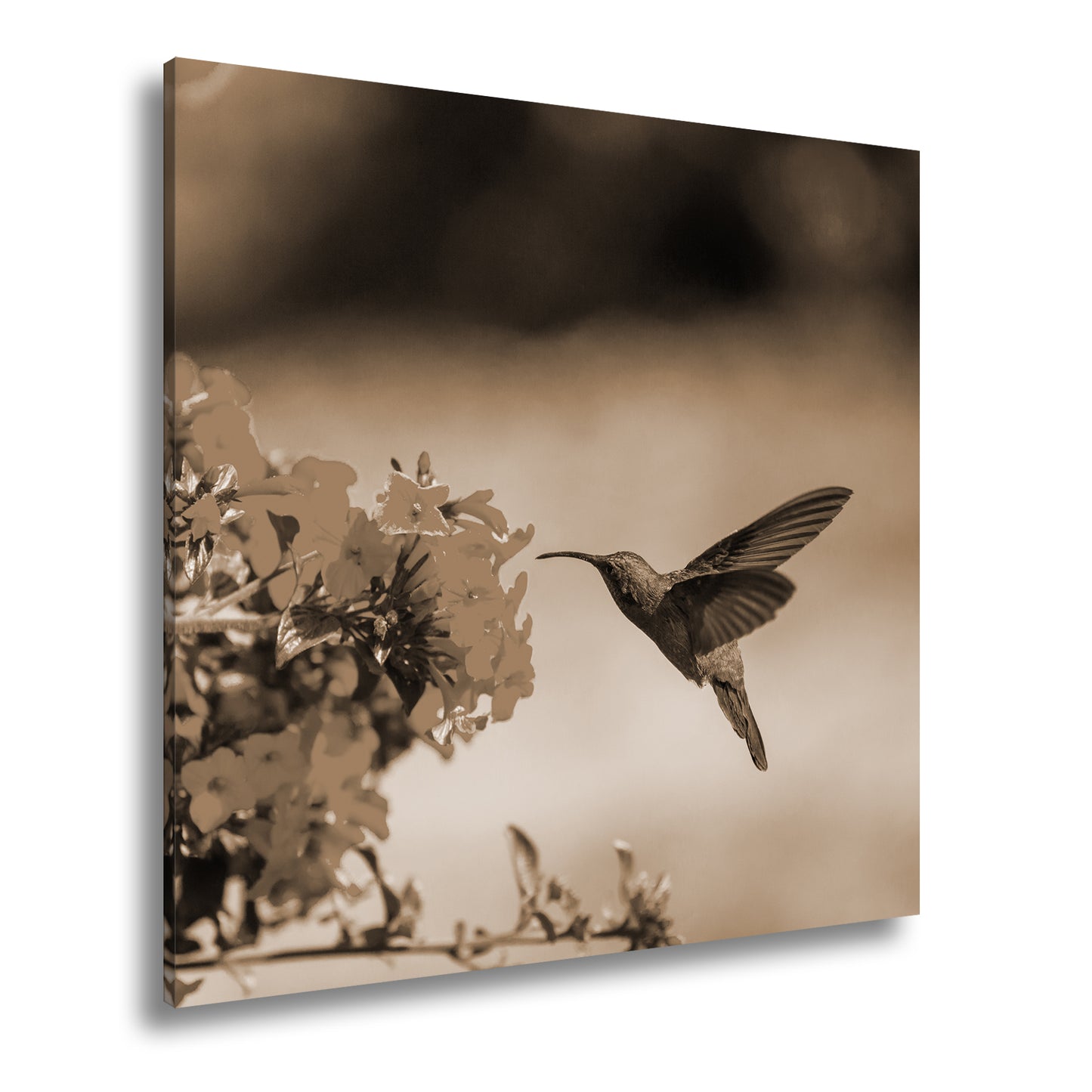 Hauptbild Sepia Quadratisch