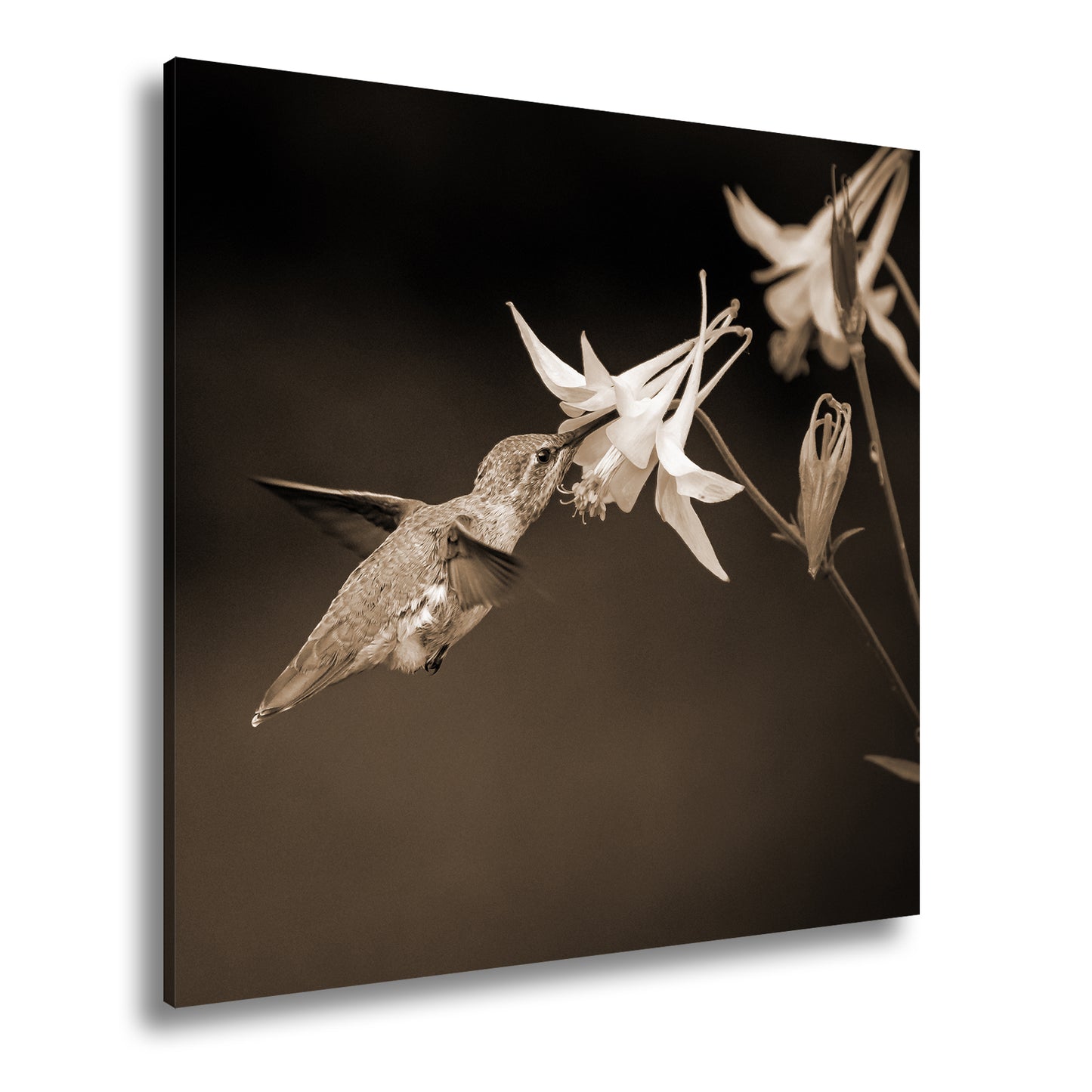 Hauptbild Sepia Quadratisch