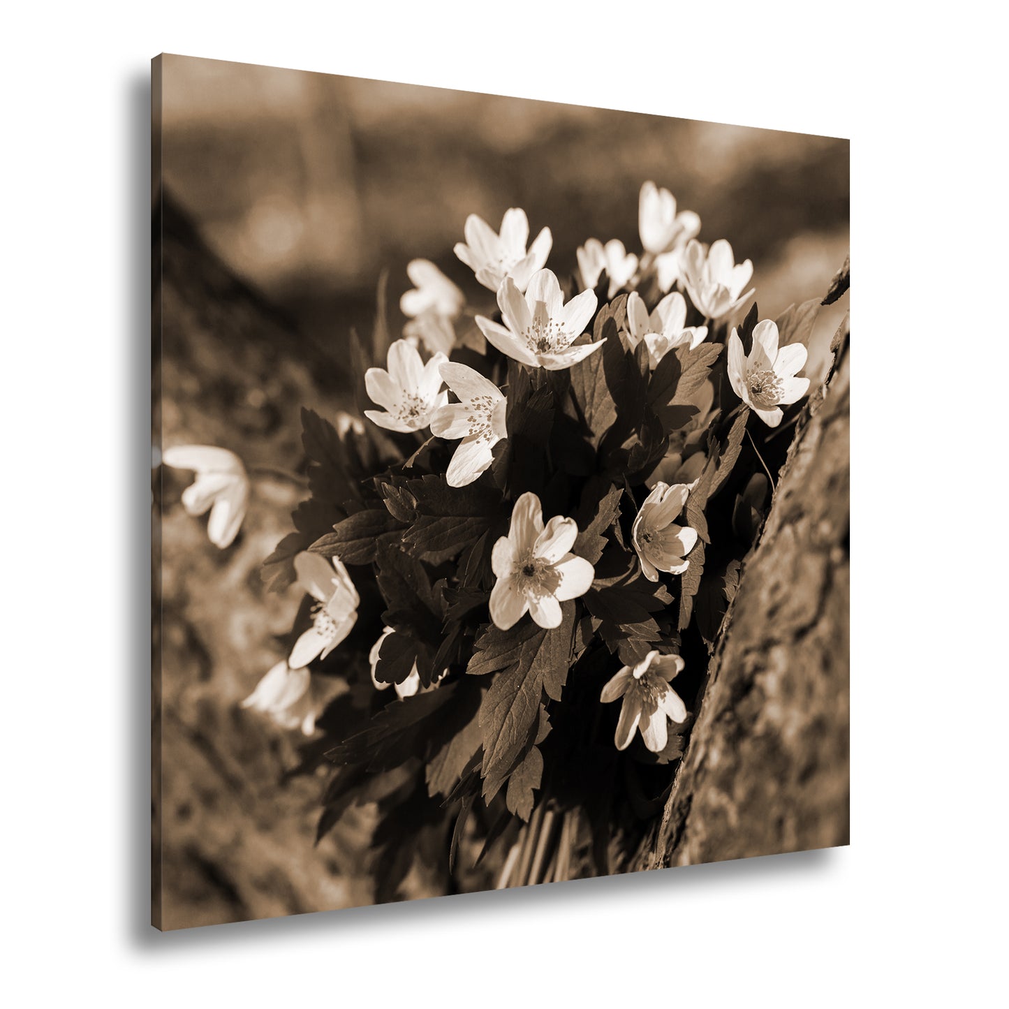 Hauptbild Sepia Quadratisch