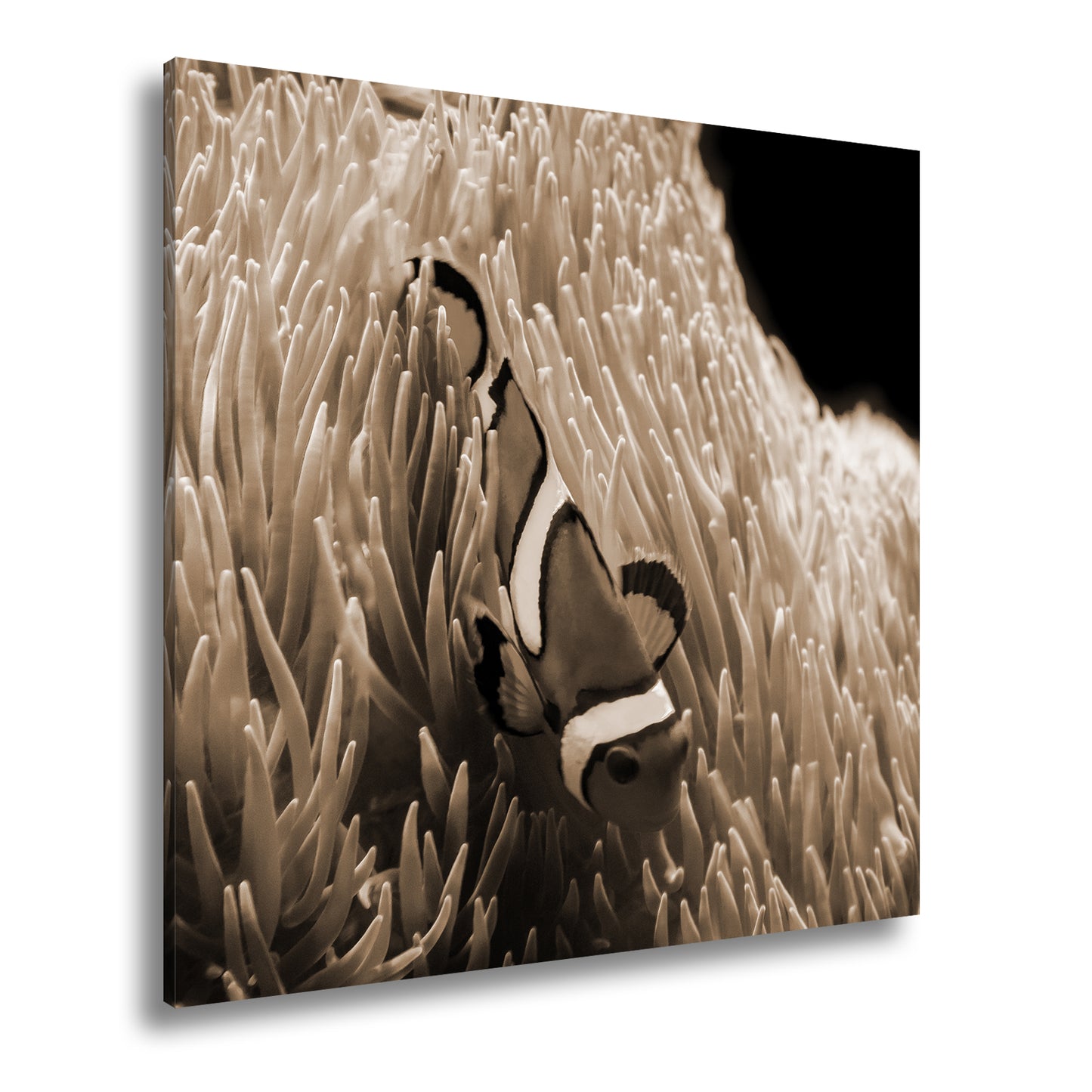 Hauptbild Sepia Quadratisch