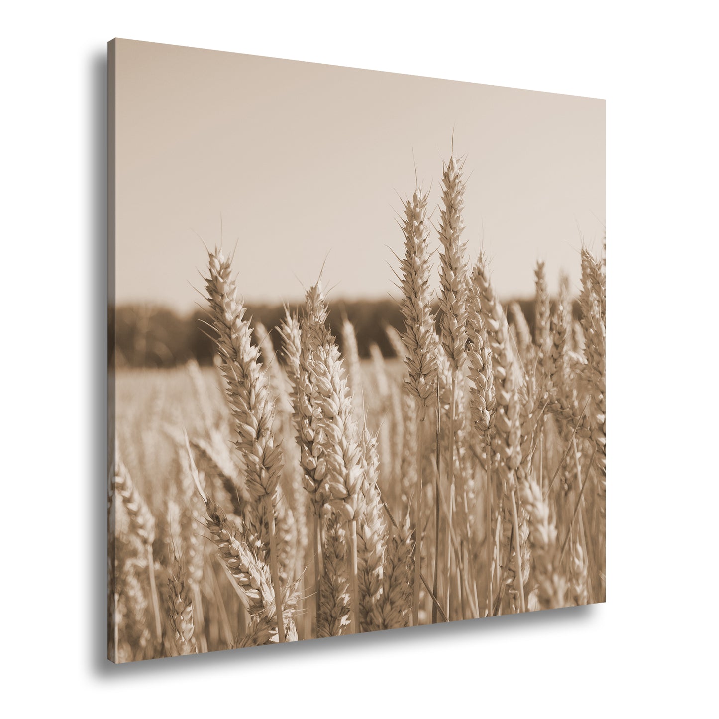 Hauptbild Sepia Quadratisch
