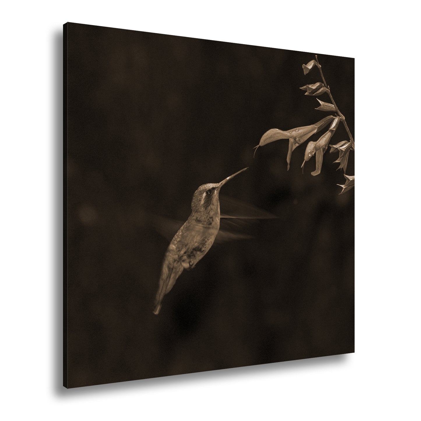 Hauptbild Sepia Quadratisch