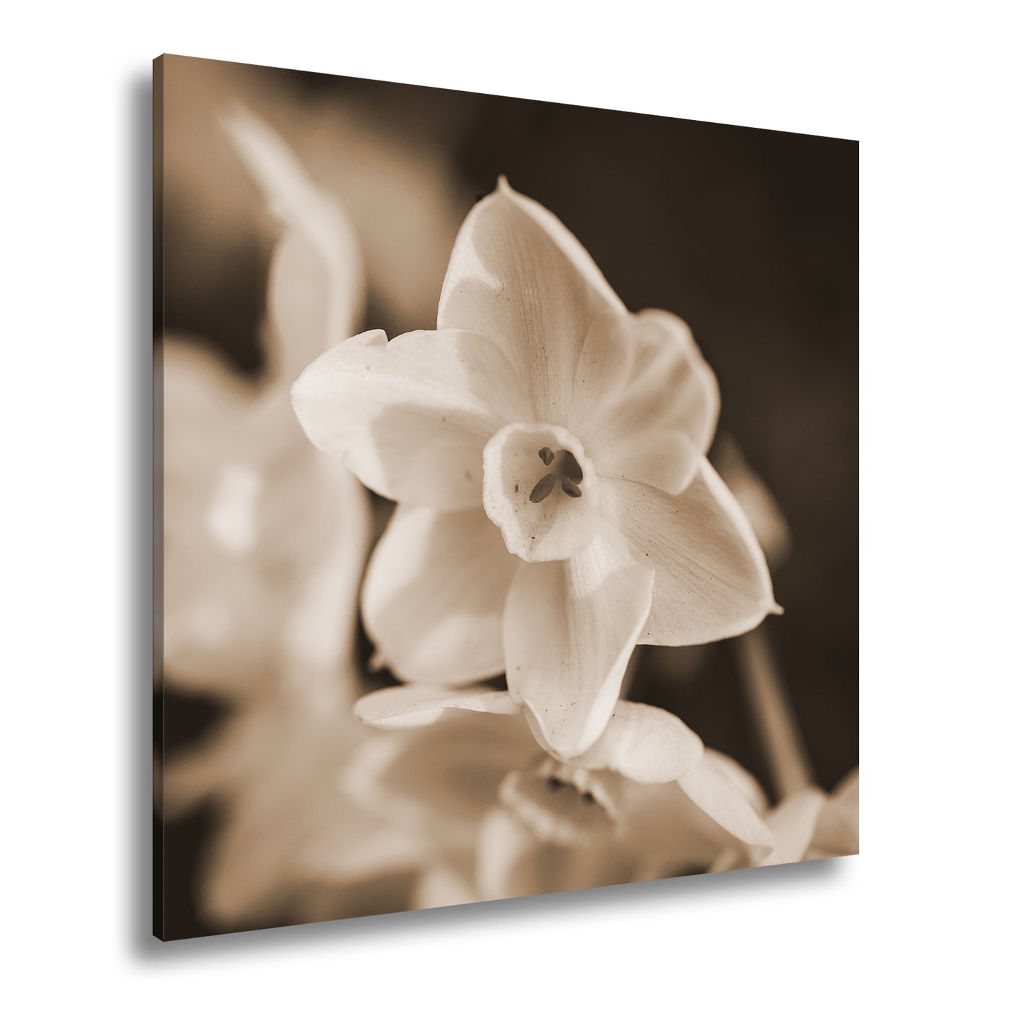 Hauptbild Sepia Quadratisch
