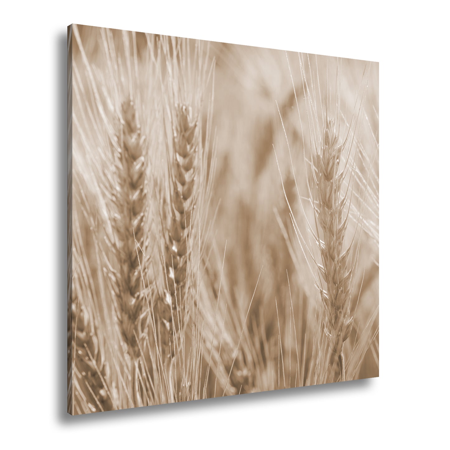 Hauptbild Sepia Quadratisch