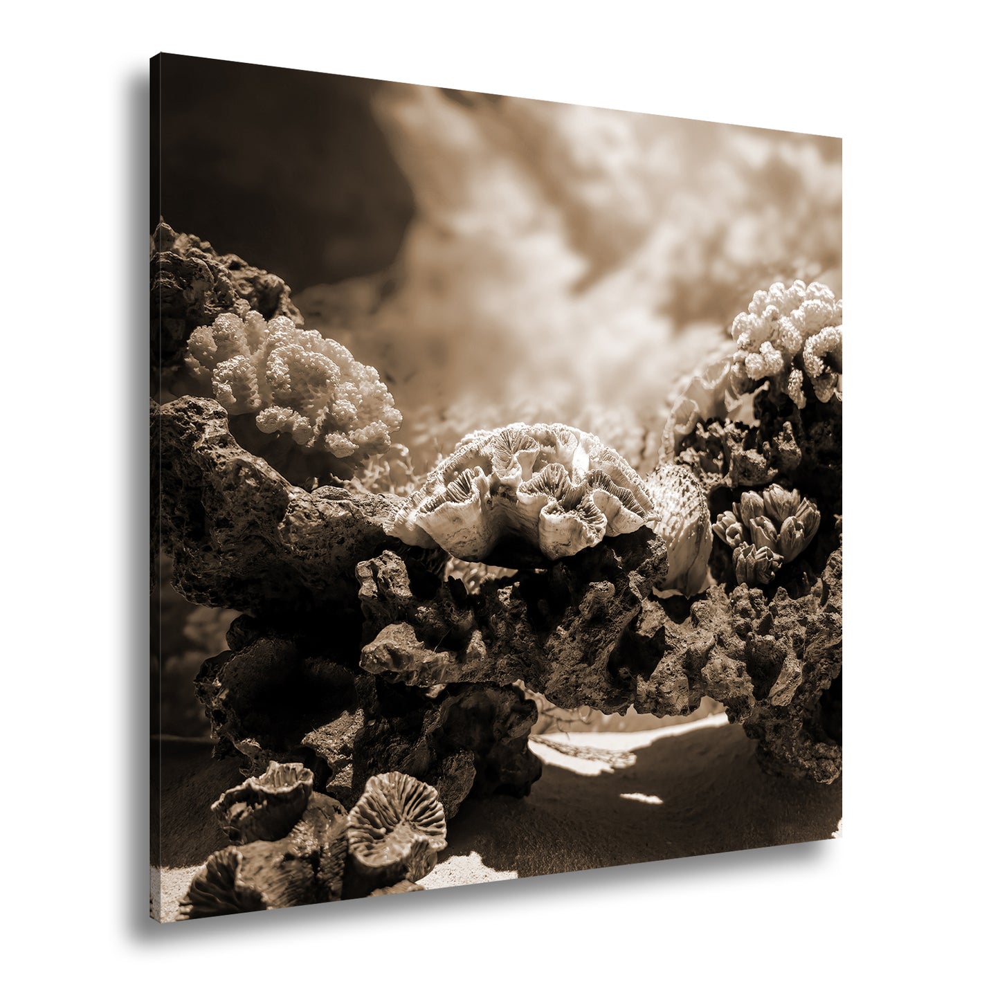 Hauptbild Sepia Quadratisch