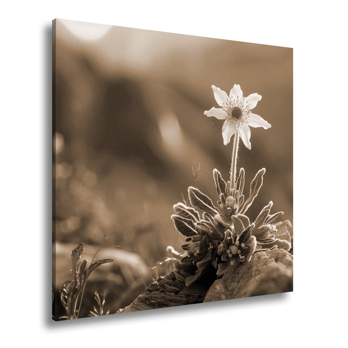 Hauptbild Sepia Quadratisch