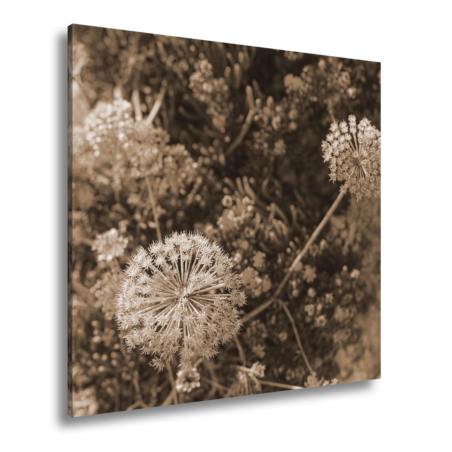 Hauptbild Sepia Quadratisch