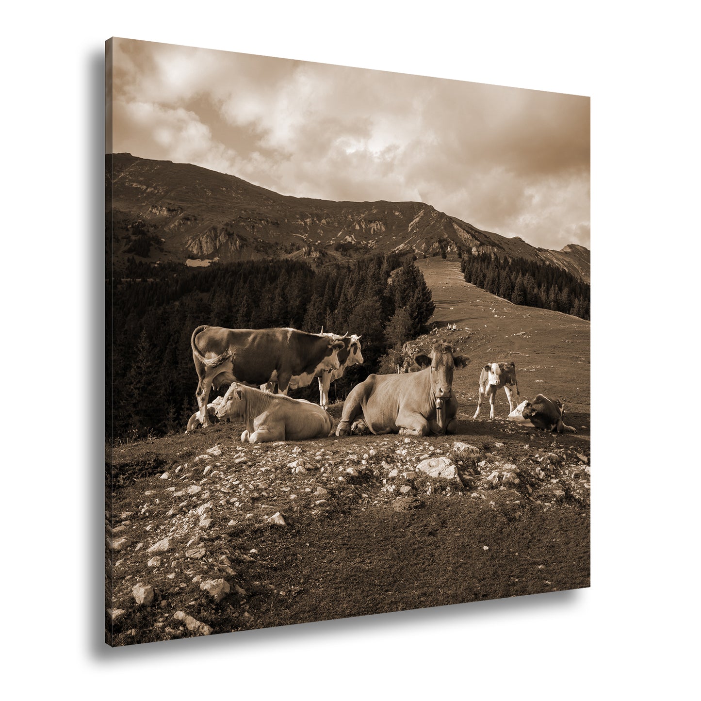 Hauptbild Sepia Quadratisch