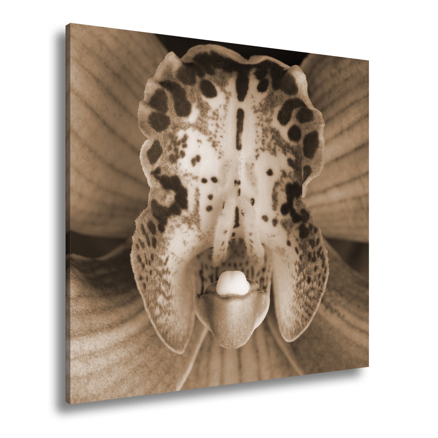 Hauptbild Sepia Quadratisch