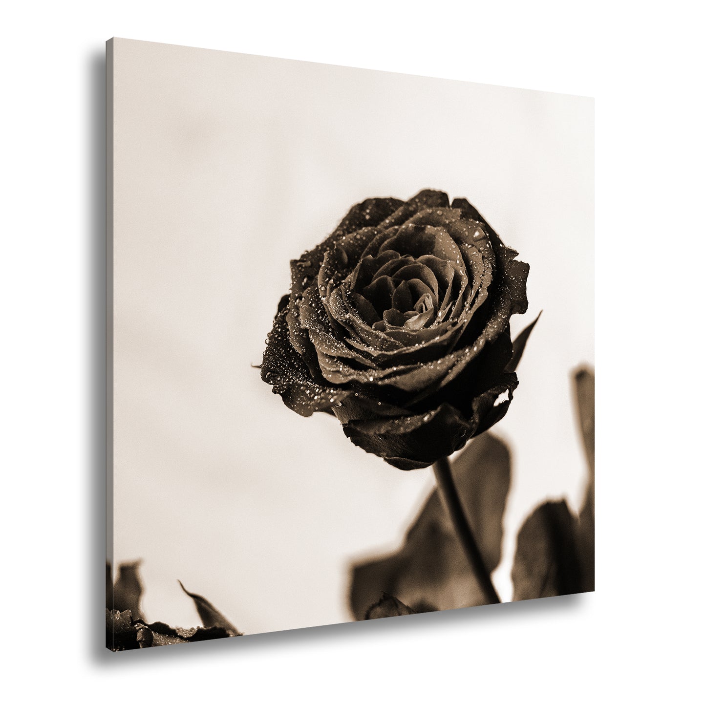 Hauptbild Sepia Quadratisch
