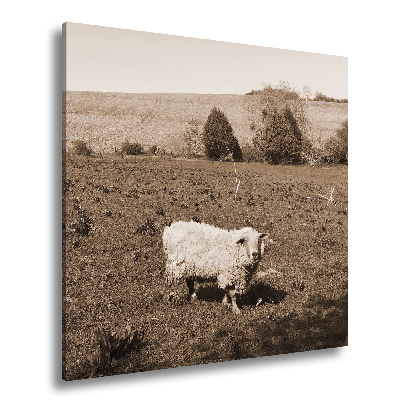 Hauptbild Sepia Quadratisch
