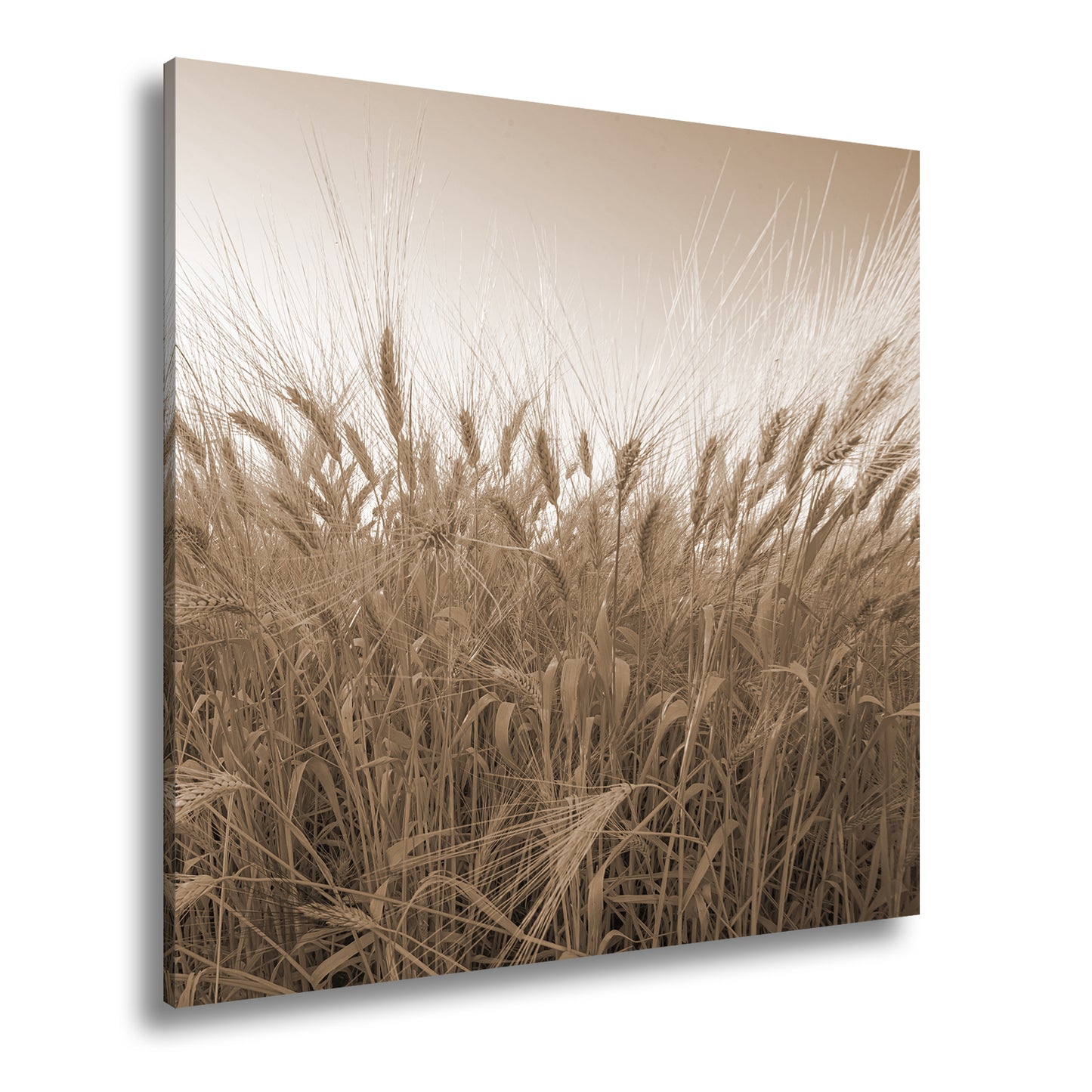Hauptbild Sepia Quadratisch