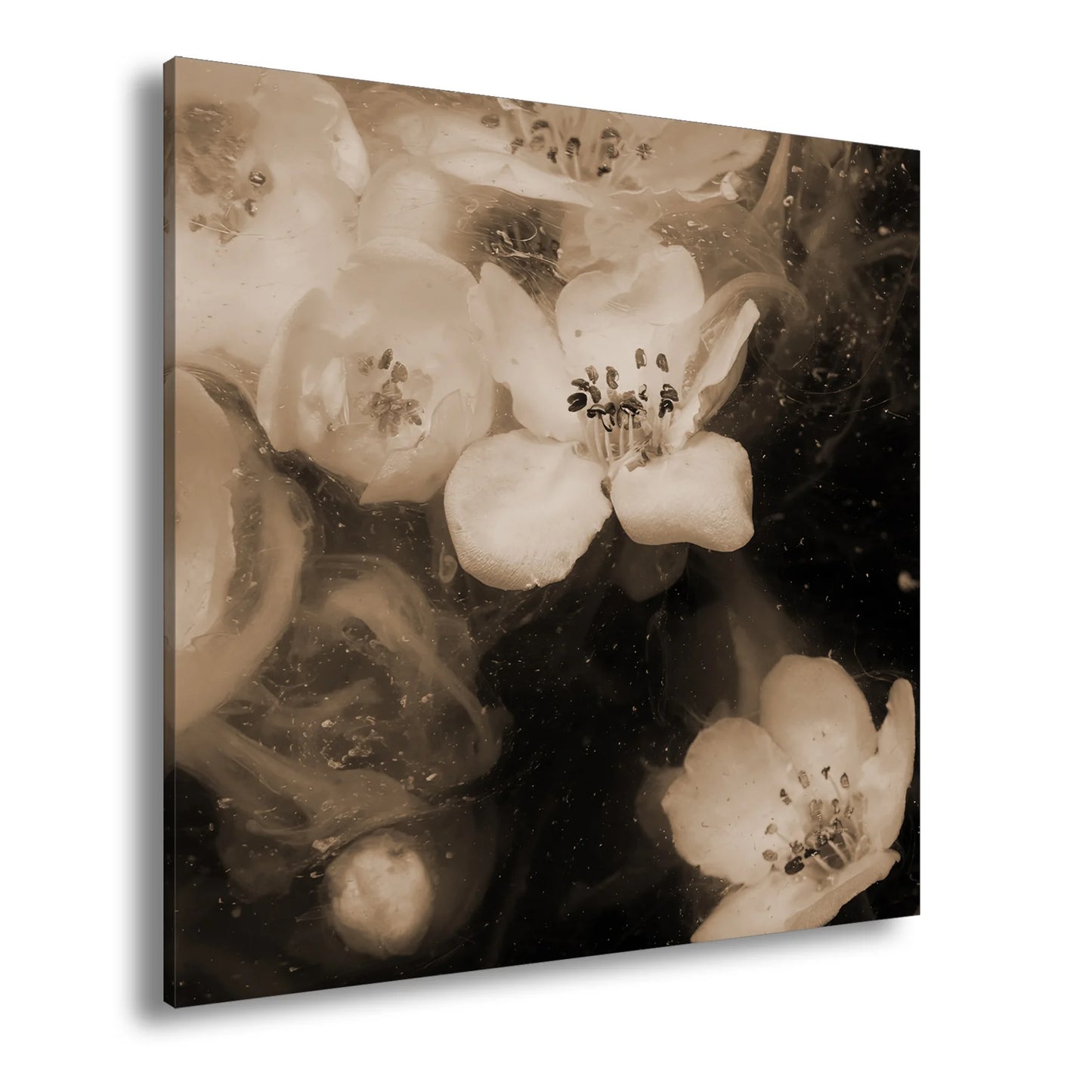 Hauptbild Sepia Quadratisch