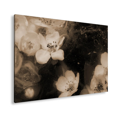 Hauptbild Sepia Standart