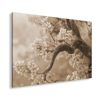 Hauptbild Sepia Standart