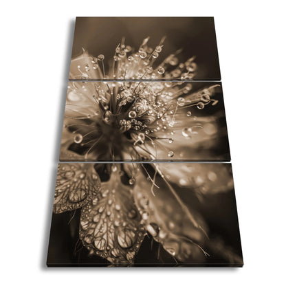 Hauptbild Sepia 3 Teilig