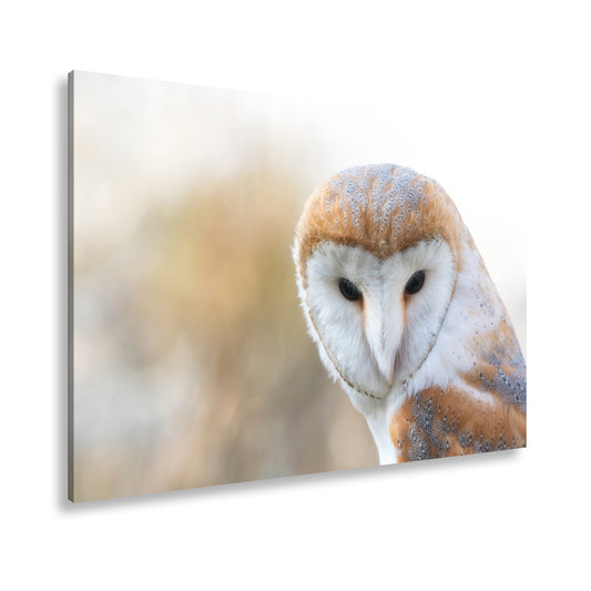 Hauptbild Farbig Standart