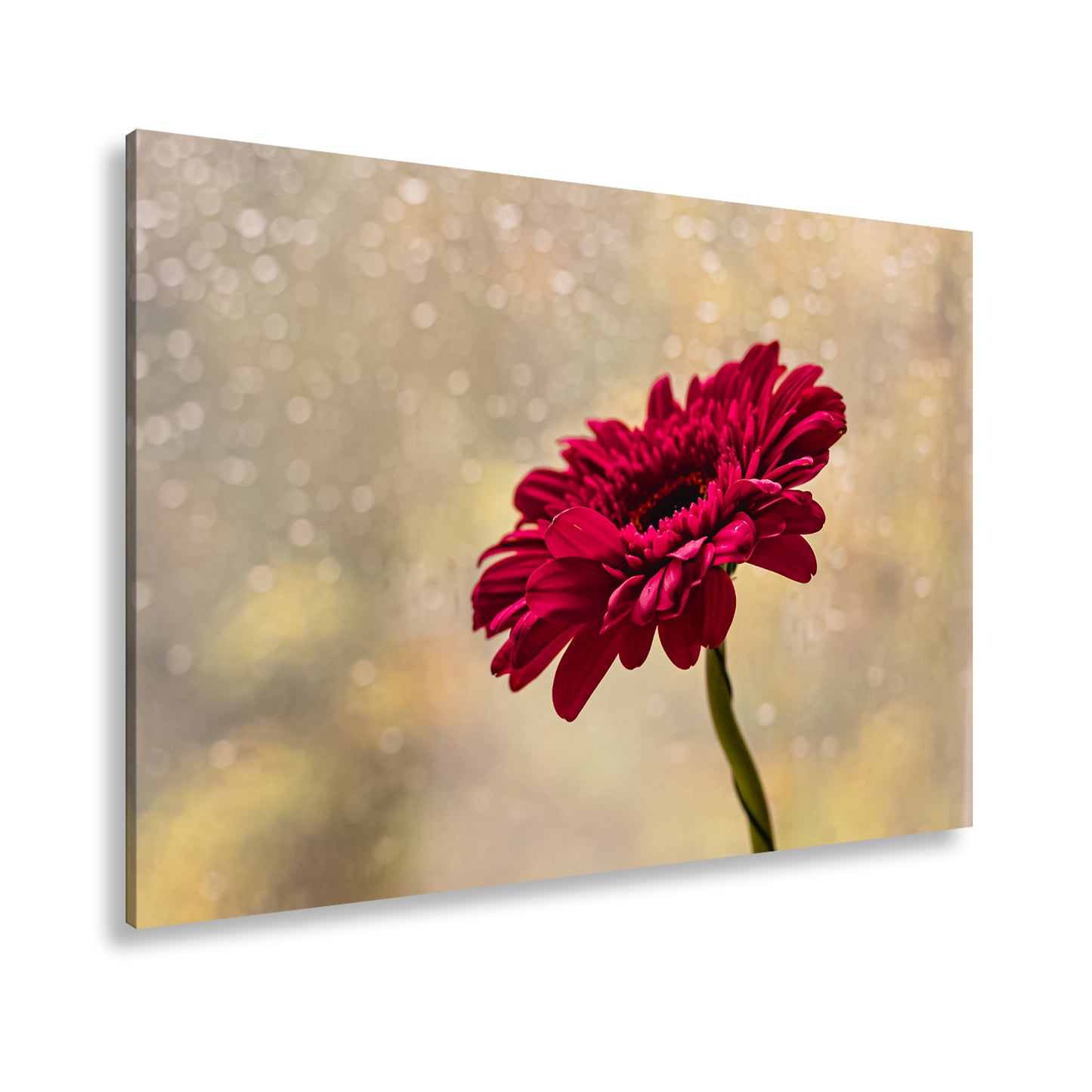 Hauptbild Farbig Standart