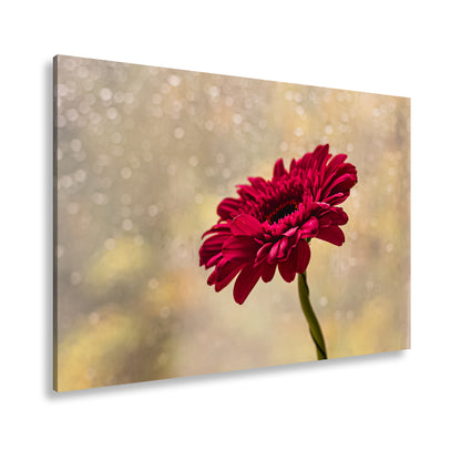 Hauptbild Farbig Standart