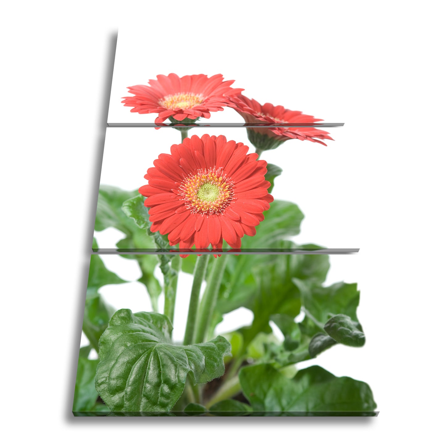 Hauptbild Farbig 3 Teilig