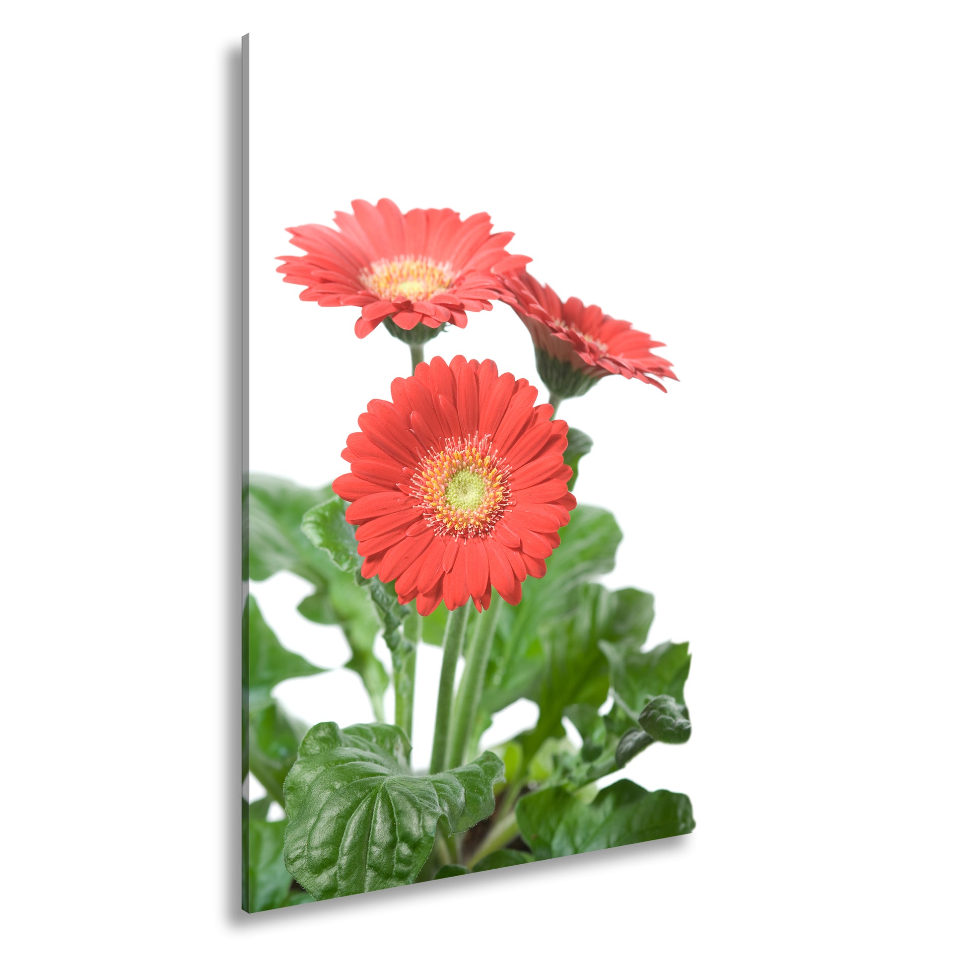 Hauptbild Farbig Standart