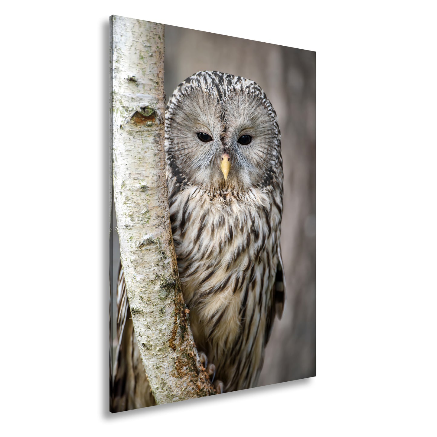 Hauptbild Farbig Standart