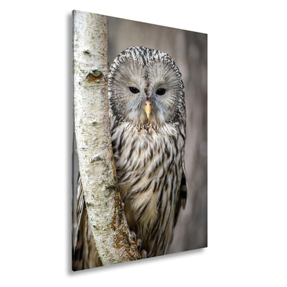 Hauptbild Farbig Standart