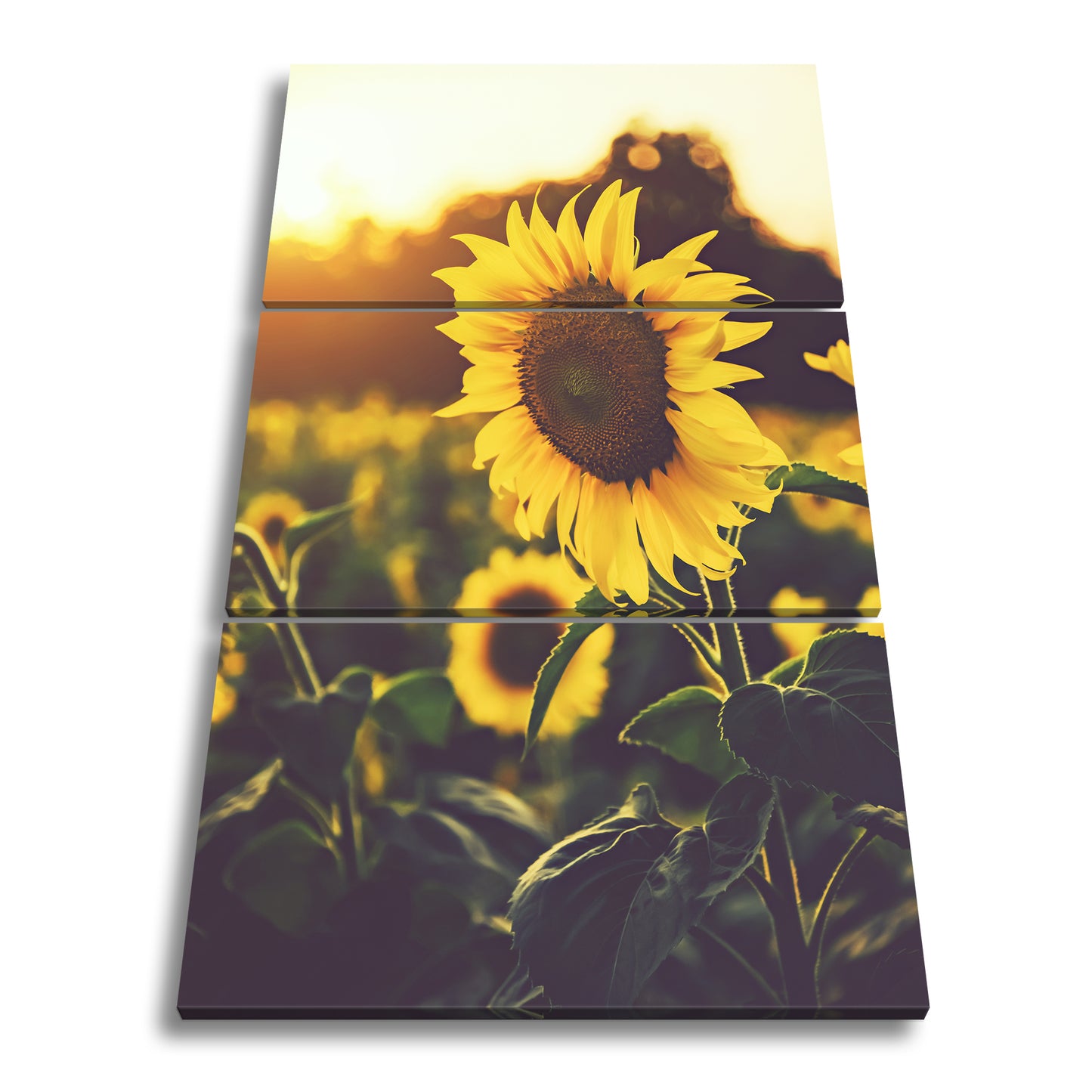 Hauptbild Farbig 3 Teilig